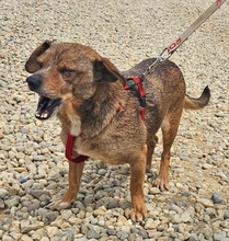 DANTE, Hund, Mischlingshund in Rumänien - Bild 3