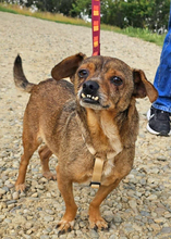 DANTE, Hund, Mischlingshund in Rumänien - Bild 4