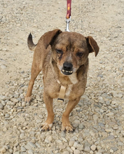DANTE, Hund, Mischlingshund in Rumänien - Bild 5