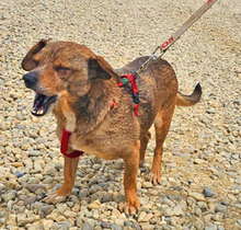 DANTE, Hund, Mischlingshund in Rumänien - Bild 6