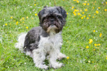 BOBBY, Hund, Shih Tzu in Lauf - Bild 5