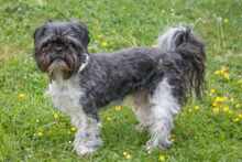 BOBBY, Hund, Shih Tzu in Lauf - Bild 8