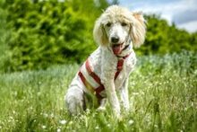 KEFIR, Hund, Puli-Mix in Lauf - Bild 10