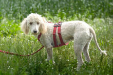 KEFIR, Hund, Puli-Mix in Lauf - Bild 11