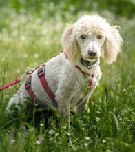 KEFIR, Hund, Puli-Mix in Lauf - Bild 2