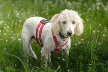 KEFIR, Hund, Puli-Mix in Lauf - Bild 3