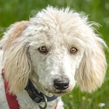 KEFIR, Hund, Puli-Mix in Lauf - Bild 4