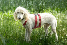 KEFIR, Hund, Puli-Mix in Lauf - Bild 5