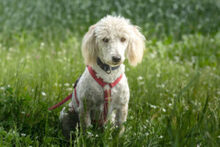 KEFIR, Hund, Puli-Mix in Lauf - Bild 6