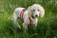 KEFIR, Hund, Puli-Mix in Lauf - Bild 7