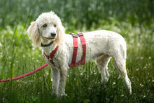 KEFIR, Hund, Puli-Mix in Lauf - Bild 8