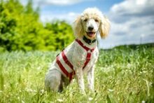 KEFIR, Hund, Puli-Mix in Lauf - Bild 9