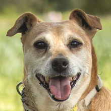 HALLE, Hund, Pinscher-Mix in Lauf - Bild 1