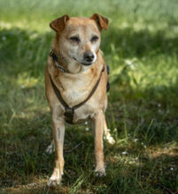 HALLE, Hund, Pinscher-Mix in Lauf - Bild 10