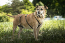 HALLE, Hund, Pinscher-Mix in Lauf - Bild 2