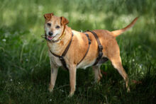 HALLE, Hund, Pinscher-Mix in Lauf - Bild 3