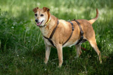 HALLE, Hund, Pinscher-Mix in Lauf - Bild 4