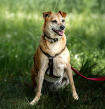 HALLE, Hund, Pinscher-Mix in Lauf - Bild 5