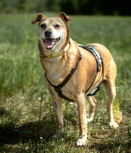 HALLE, Hund, Pinscher-Mix in Lauf - Bild 6