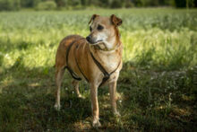 HALLE, Hund, Pinscher-Mix in Lauf - Bild 7