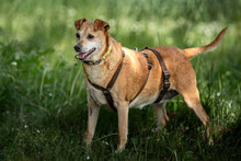 HALLE, Hund, Pinscher-Mix in Lauf - Bild 8