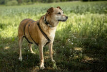 HALLE, Hund, Pinscher-Mix in Lauf - Bild 9