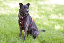 JACKY BOY, Hund, Mischlingshund in Lauf - Bild 2