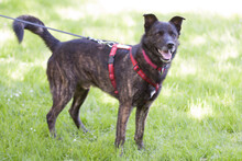 JACKY BOY, Hund, Mischlingshund in Lauf - Bild 3