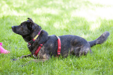 JACKY BOY, Hund, Mischlingshund in Lauf - Bild 4