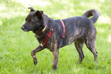 JACKY BOY, Hund, Mischlingshund in Lauf - Bild 5