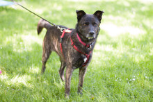 JACKY BOY, Hund, Mischlingshund in Lauf - Bild 6