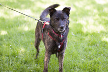 JACKY BOY, Hund, Mischlingshund in Lauf - Bild 7