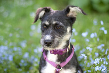 ELKE, Hund, Mischlingshund in Lauf - Bild 10