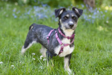 ELKE, Hund, Mischlingshund in Lauf - Bild 11