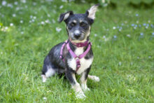 ELKE, Hund, Mischlingshund in Lauf - Bild 12