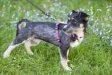ELKE, Hund, Mischlingshund in Lauf - Bild 13