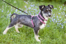 ELKE, Hund, Mischlingshund in Lauf - Bild 15