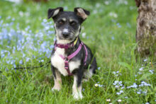 ELKE, Hund, Mischlingshund in Lauf - Bild 2