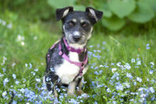 ELKE, Hund, Mischlingshund in Lauf - Bild 4