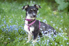 ELKE, Hund, Mischlingshund in Lauf - Bild 5