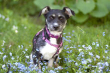 ELKE, Hund, Mischlingshund in Lauf - Bild 6