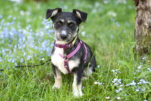 ELKE, Hund, Mischlingshund in Lauf - Bild 7