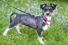 ELKE, Hund, Mischlingshund in Lauf - Bild 8
