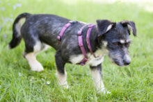 ELKE, Hund, Mischlingshund in Lauf - Bild 9
