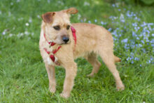 RUFFL, Hund, Mischlingshund in Lauf - Bild 10