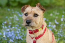 RUFFL, Hund, Mischlingshund in Lauf - Bild 12