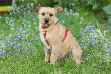 RUFFL, Hund, Mischlingshund in Lauf - Bild 13
