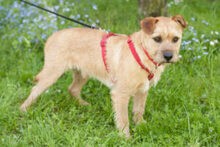 RUFFL, Hund, Mischlingshund in Lauf - Bild 14