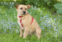 RUFFL, Hund, Mischlingshund in Lauf - Bild 15