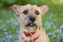 RUFFL, Hund, Mischlingshund in Lauf - Bild 16
